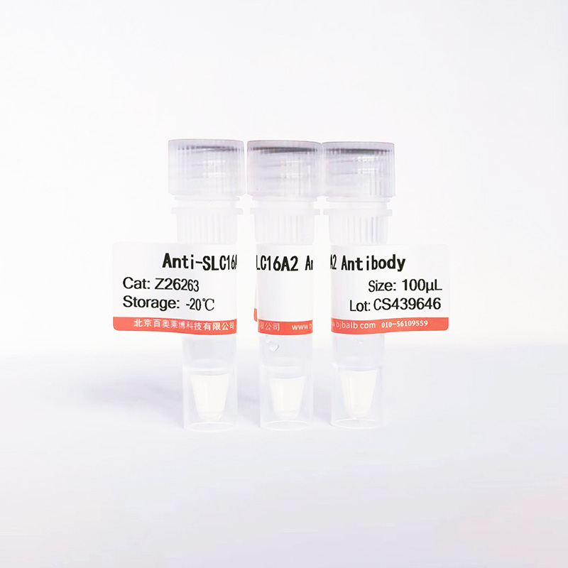 SLC16A2抗体图片