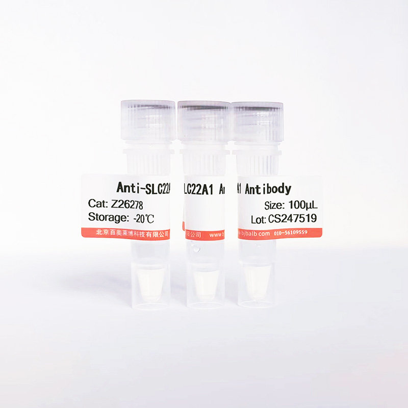 SLC22A1抗体图片