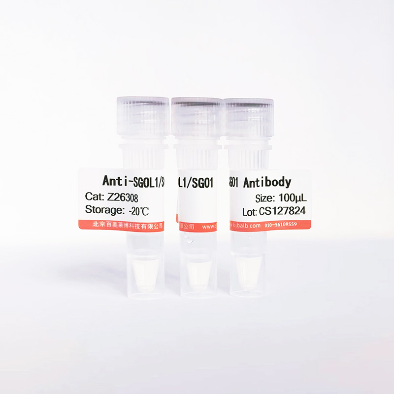 SGOL1/SGO1抗体图片