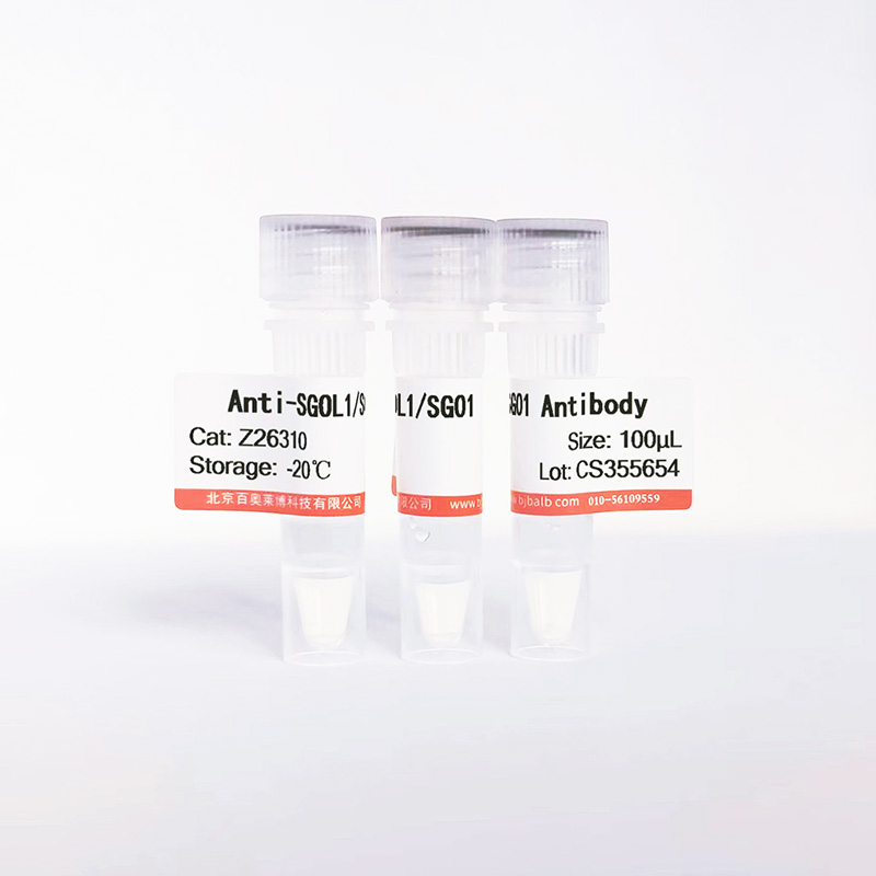 SGOL1/SGO1抗体图片