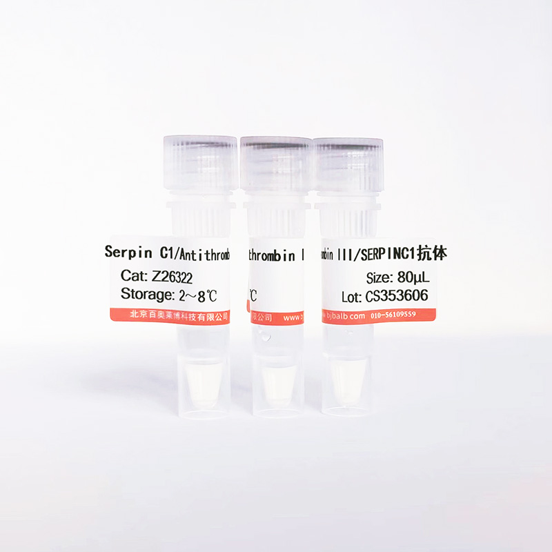 Serpin C1/Antithrombin III/SERPINC1抗体图片