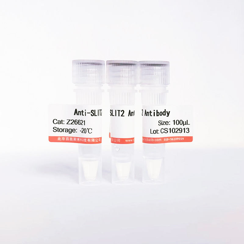 SLIT2抗体图片