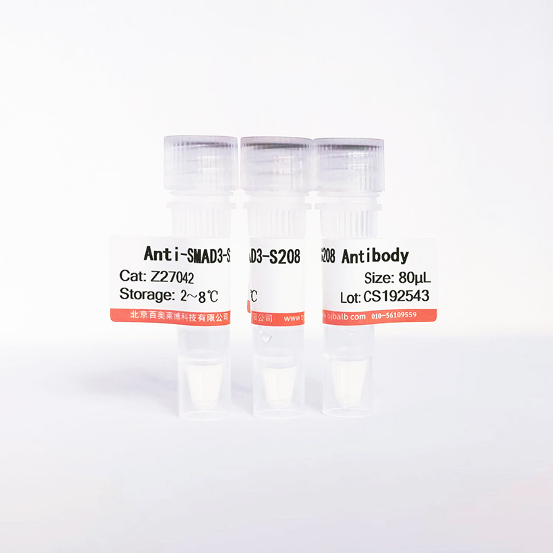 SMAD3-S208抗体图片