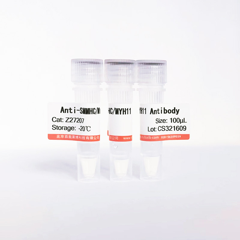 SMMHC/MYH11抗体图片
