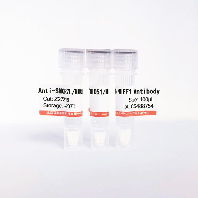 SMCR7L/MID51/MIEF1抗体图片
