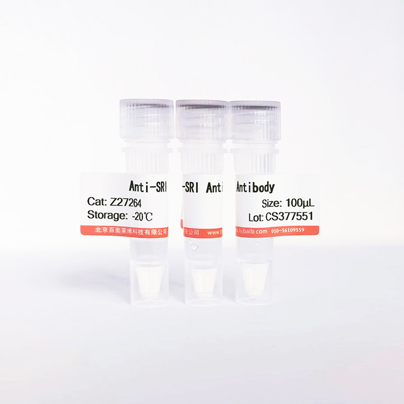 SRI抗体图片