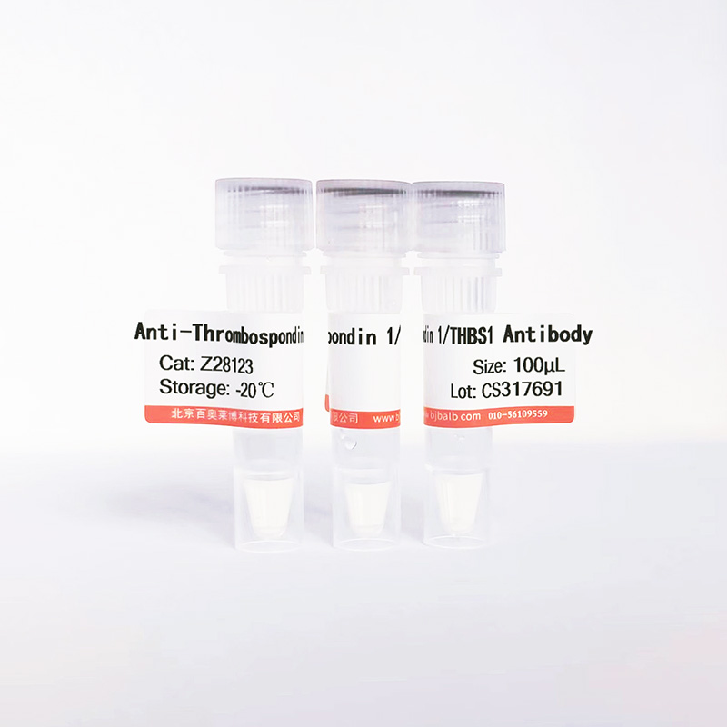 Thrombospondin 1/THBS1抗体图片