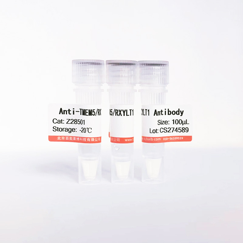 TMEM5/RXYLT1抗体图片
