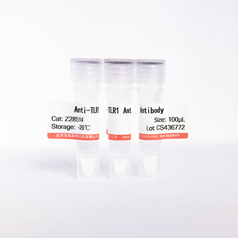 TLR1抗体图片