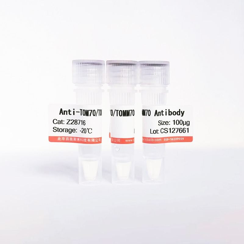 TOM70/TOMM70抗体图片