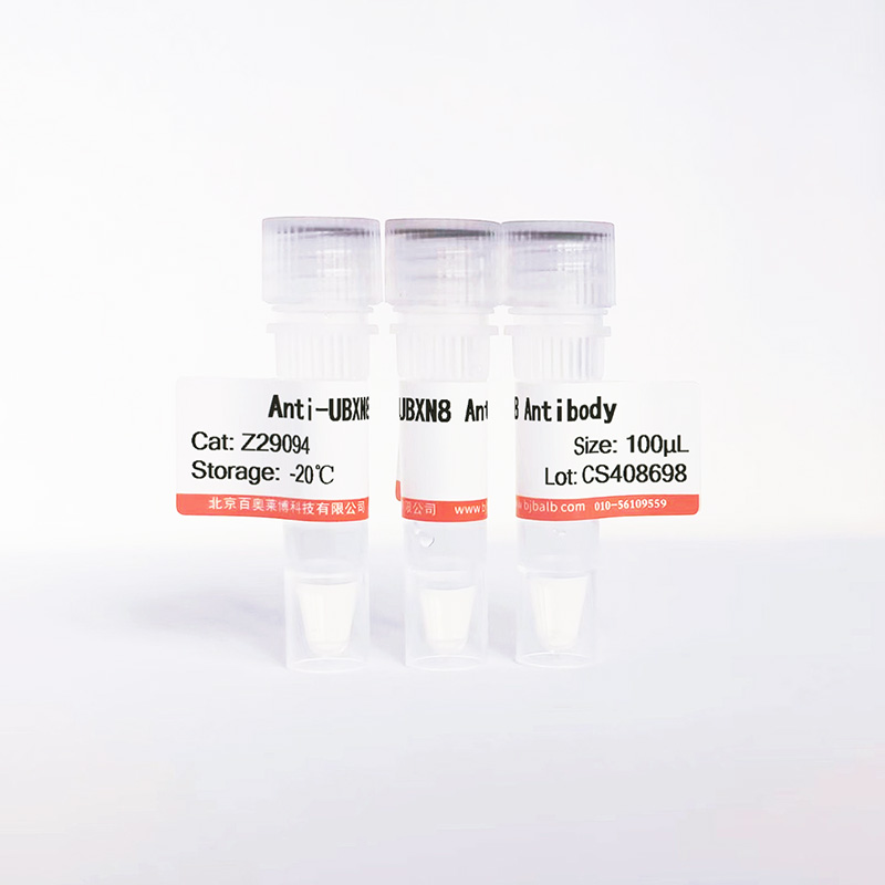 UBXN8抗体图片