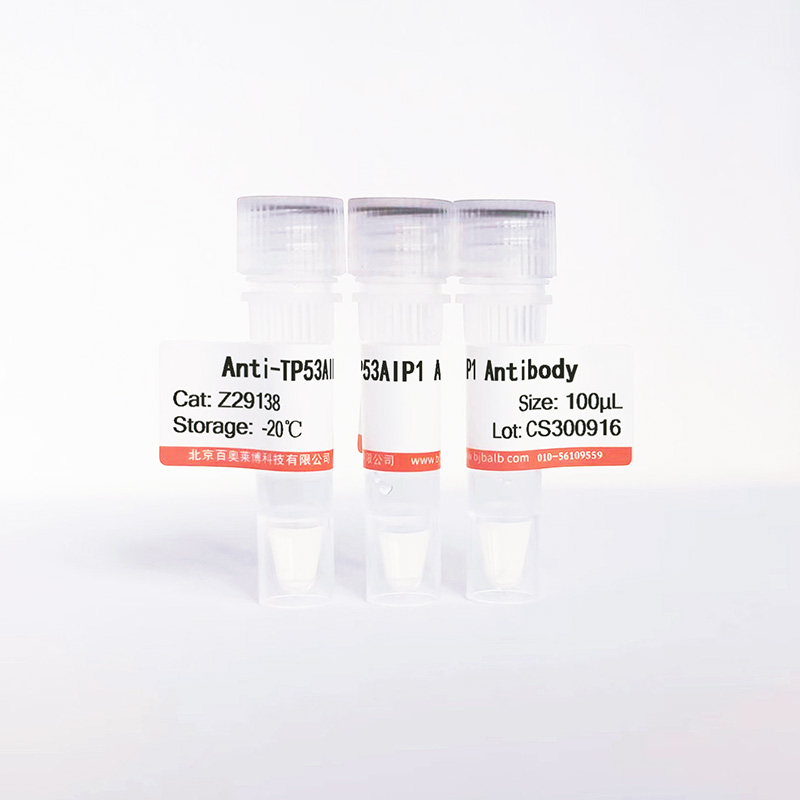 TP53AIP1抗体图片