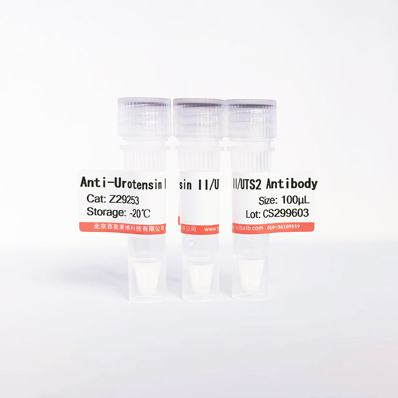 Urotensin II/UTS2抗体图片