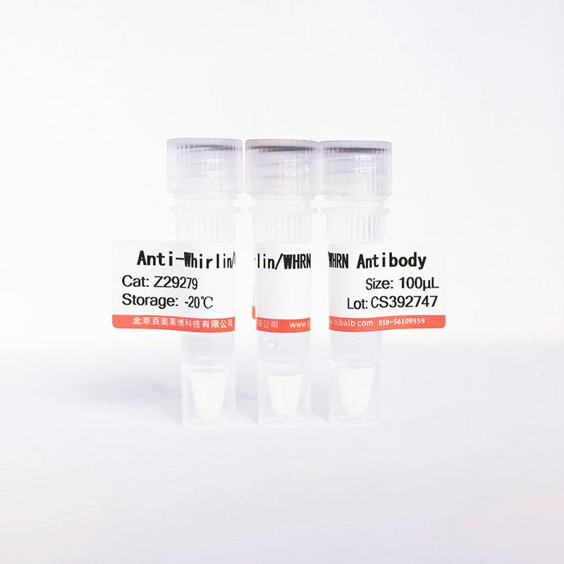 Whirlin/WHRN抗体图片