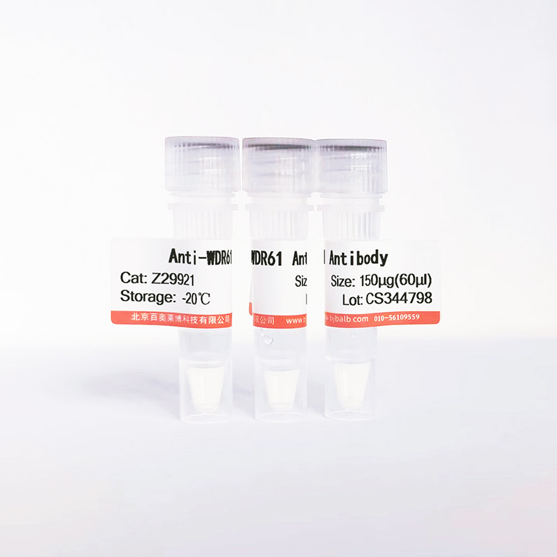 WDR61抗体图片