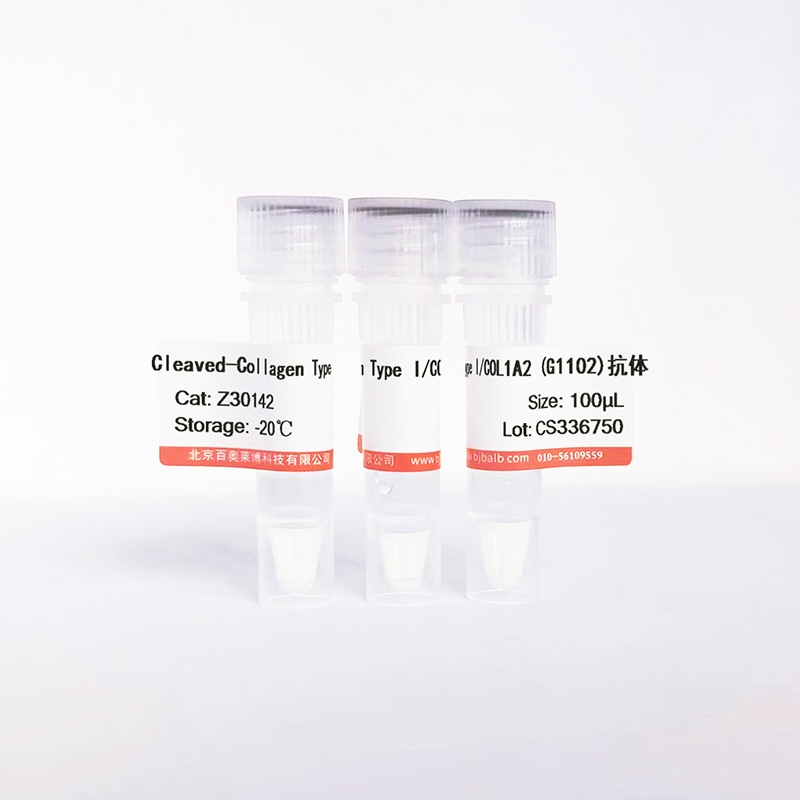 Cleaved-Collagen Type I/COL1A2 (G1102)抗体图片