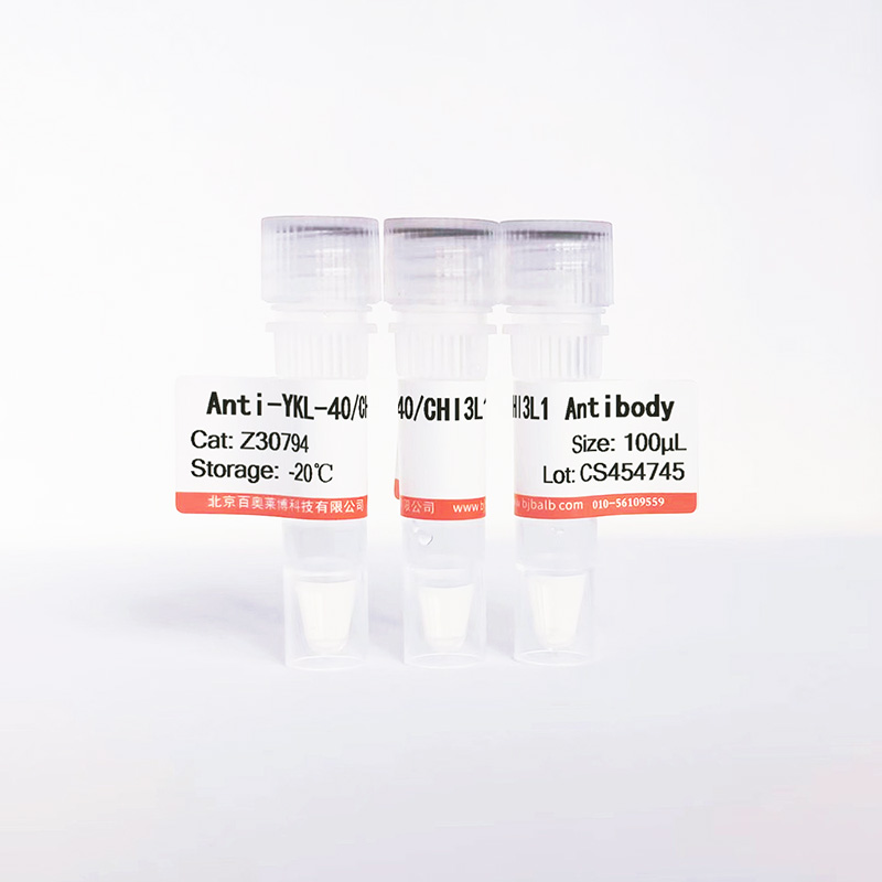 YKL-40/CHI3L1抗体图片