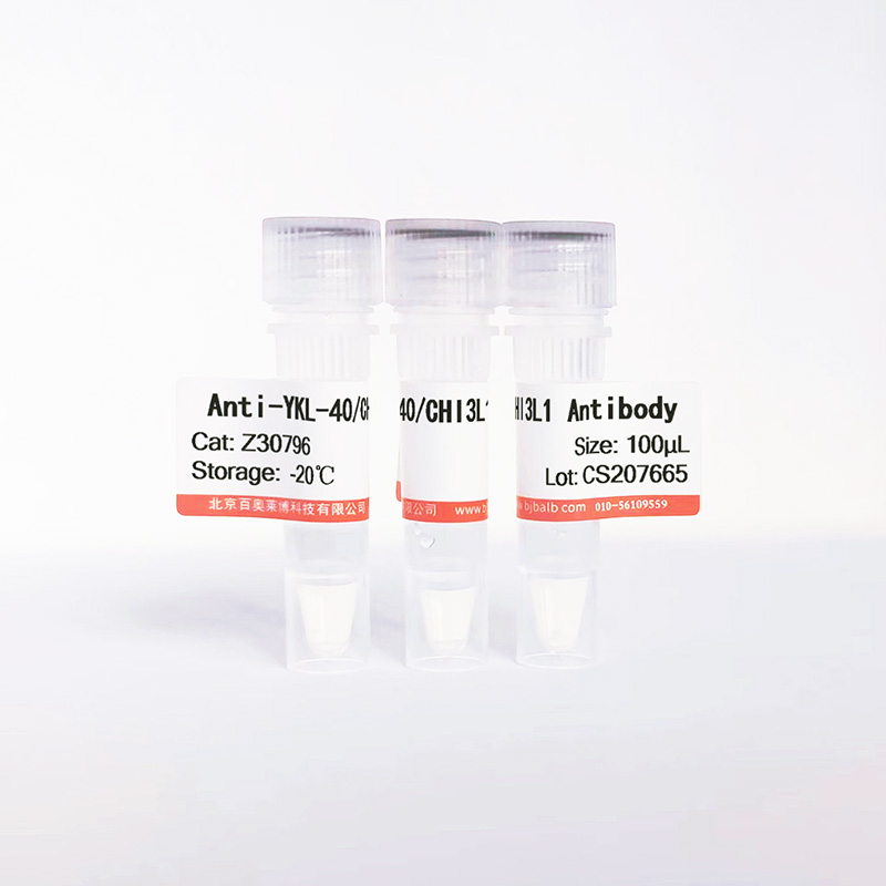 YKL-40/CHI3L1抗体图片