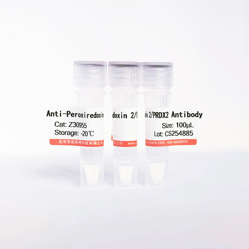 Peroxiredoxin 2/PRDX2抗体图片