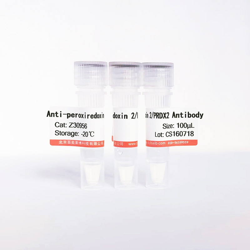 peroxiredoxin 2/PRDX2抗体图片