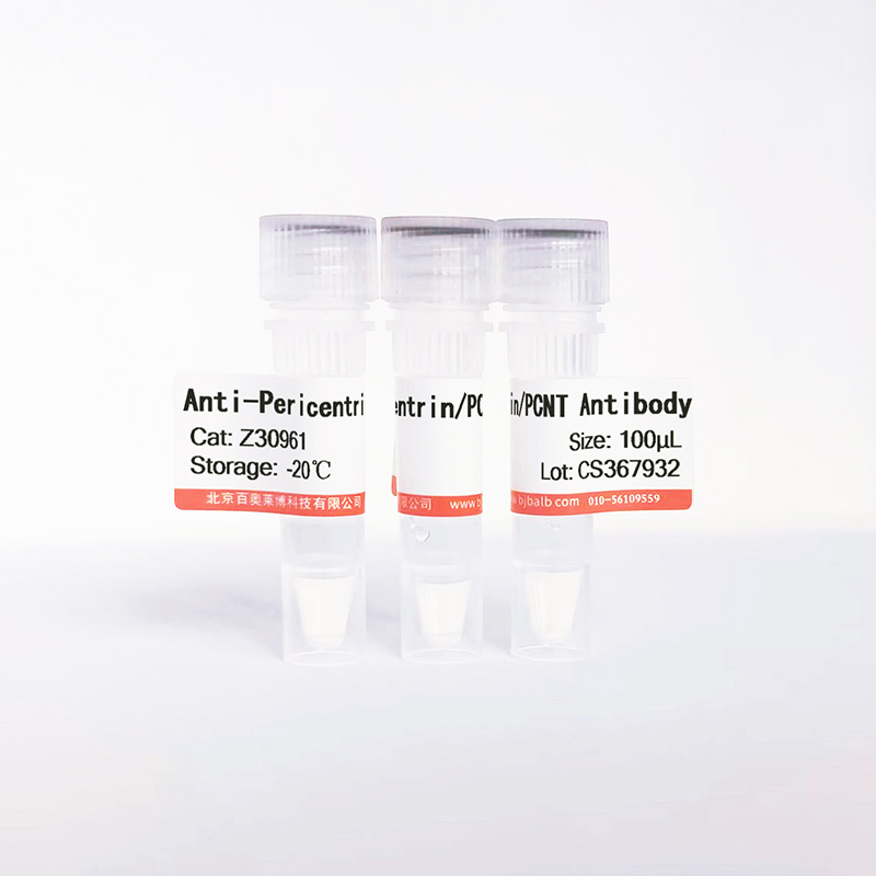 Pericentrin/PCNT抗体图片