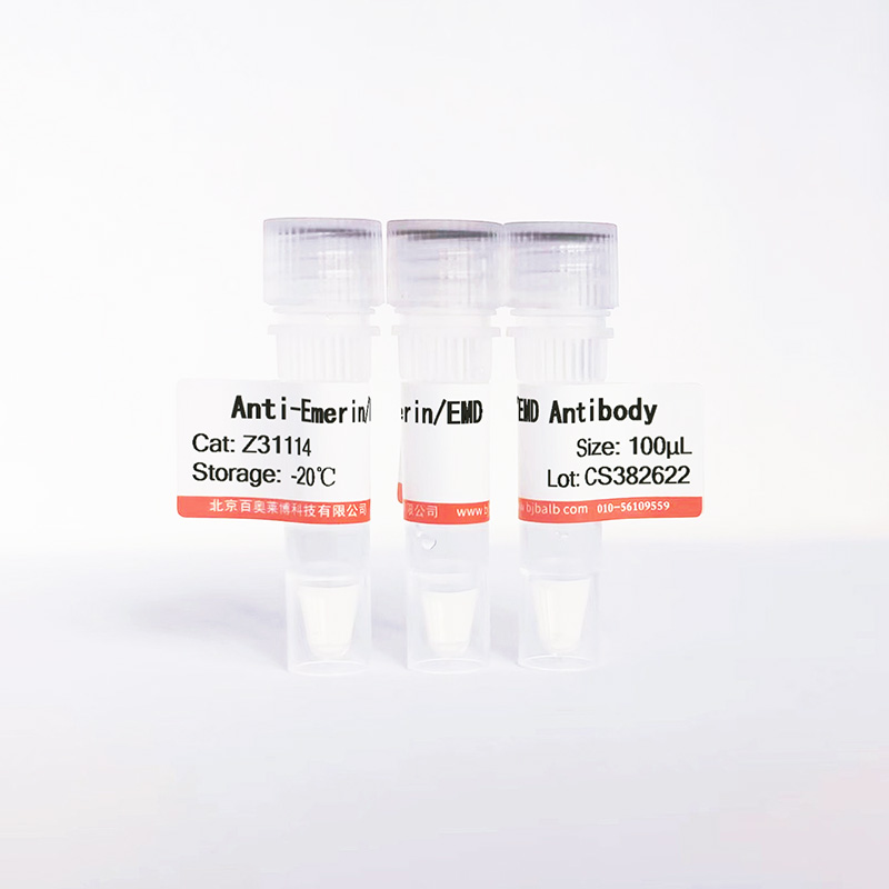 Emerin/EMD抗体图片