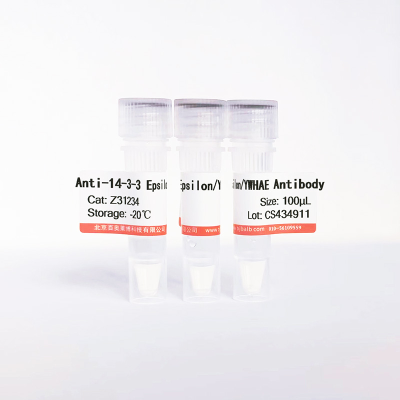 14-3-3 Epsilon/YWHAE抗体图片