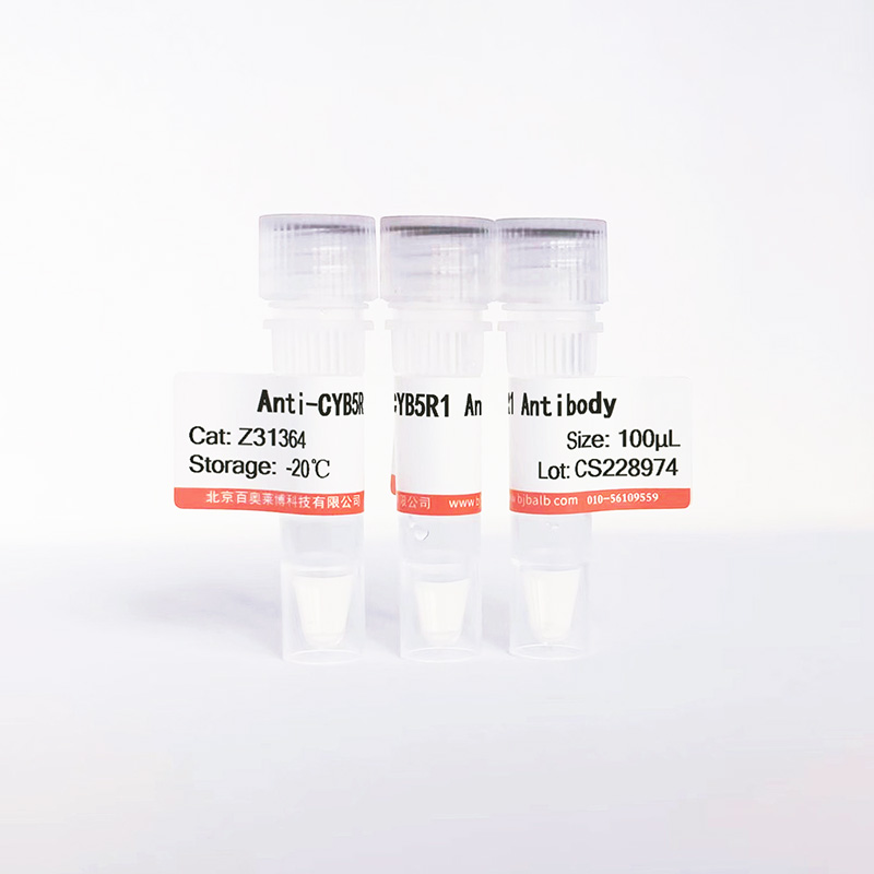 CYB5R1抗体图片