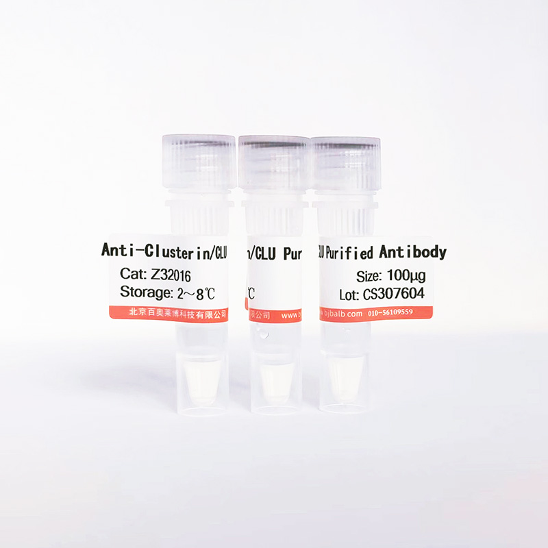 Clusterin/CLU Purified抗体图片 Clusterin/CLU Purified抗体图片