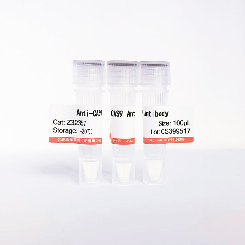 CAS9抗体图片