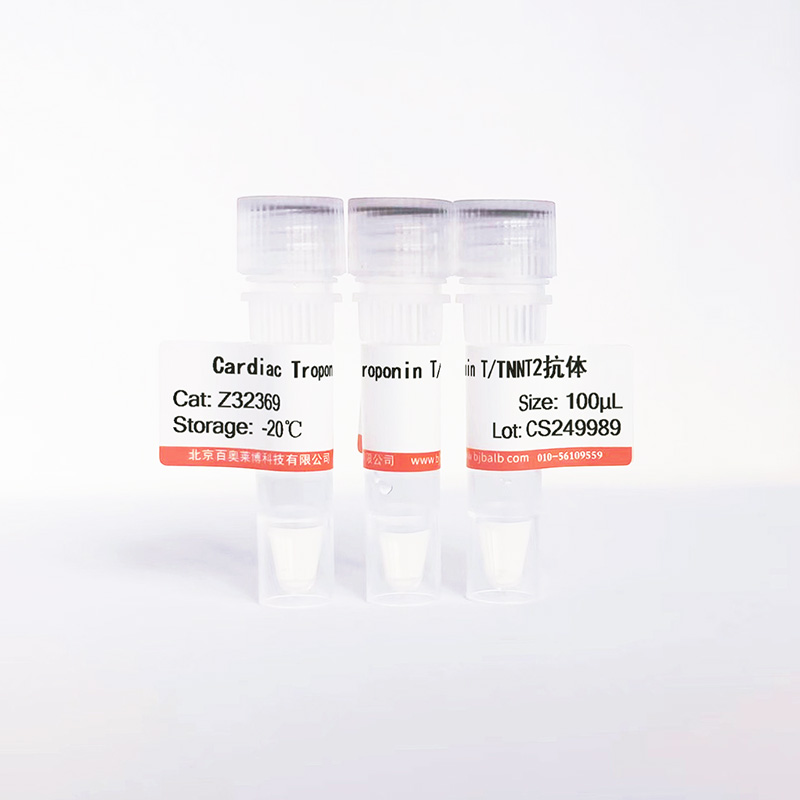 Cardiac Troponin T/TNNT2抗体图片