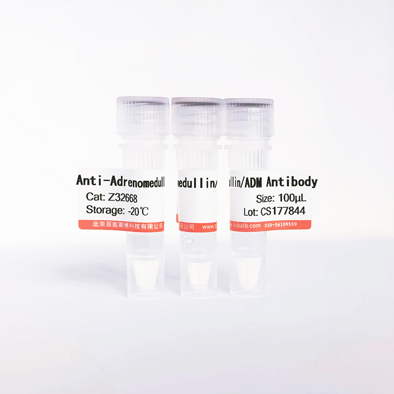 Adrenomedullin/ADM抗体图片