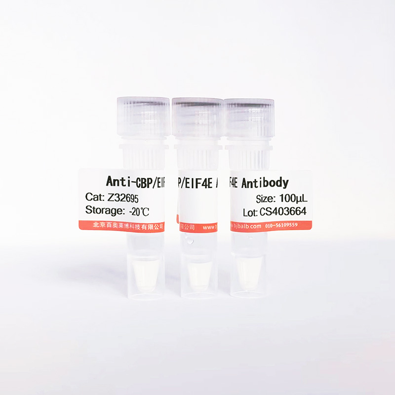 CBP/EIF4E抗体图片