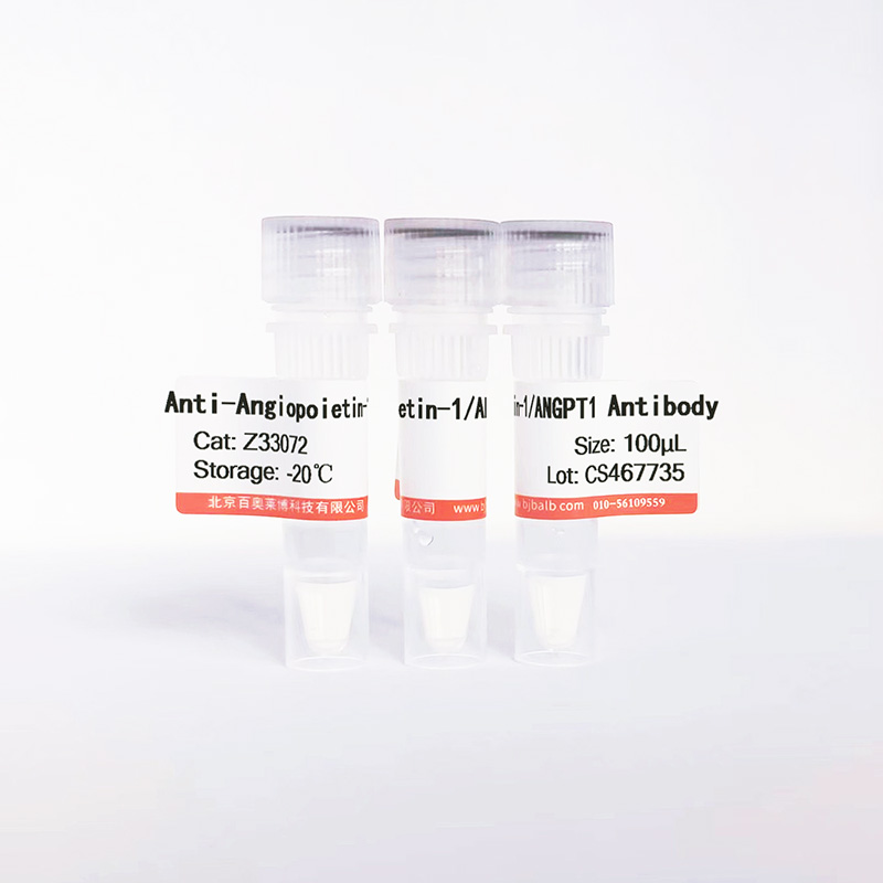 Angiopoietin-1/ANGPT1抗体图片