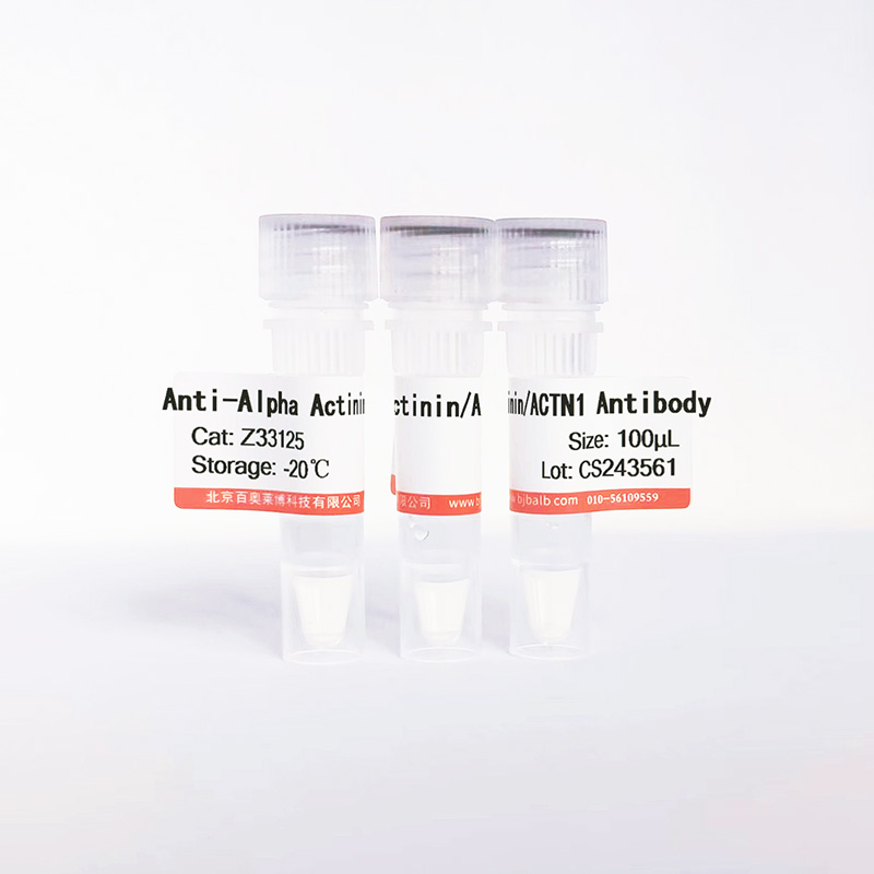 Alpha Actinin/ACTN1抗体图片