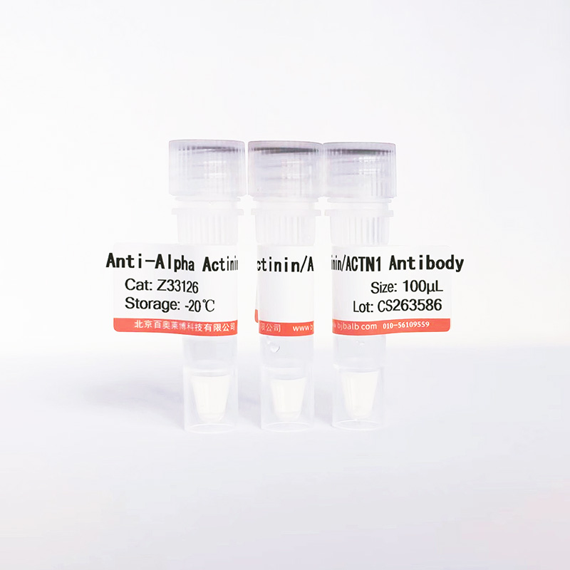 Alpha Actinin/ACTN1抗体图片