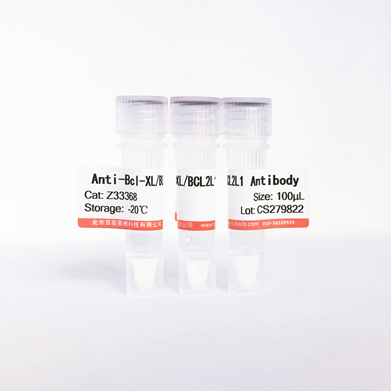 Bcl-XL/BCL2L1抗体图片 Bcl-XL/BCL2L1抗体图片