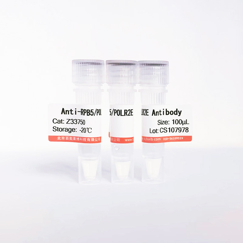 RPB5/POLR2E抗体图片 RPB5/POLR2E抗体图片