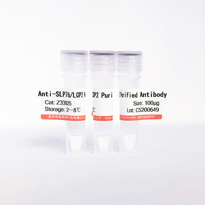 SLP76/LCP2 Purified抗体图片 SLP76/LCP2 Purified抗体图片