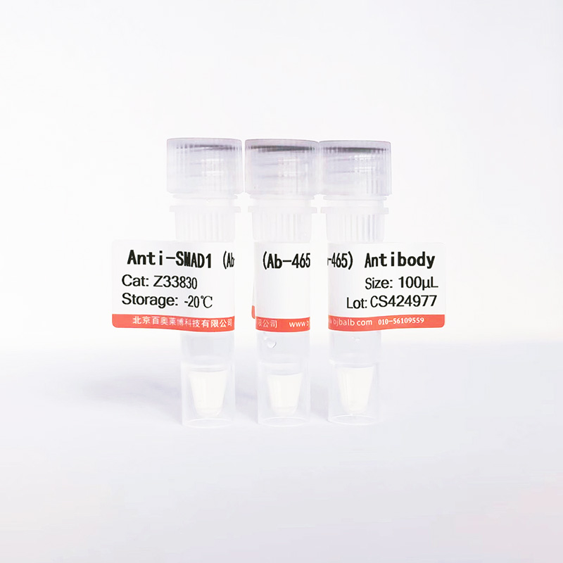 SMAD1 (Ab-465)抗体图片 SMAD1 (Ab-465)抗体图片