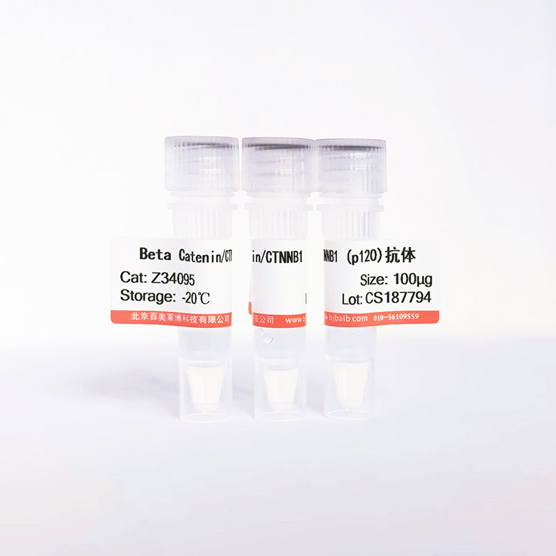 Beta Catenin/CTNNB1 (p120)抗体图片