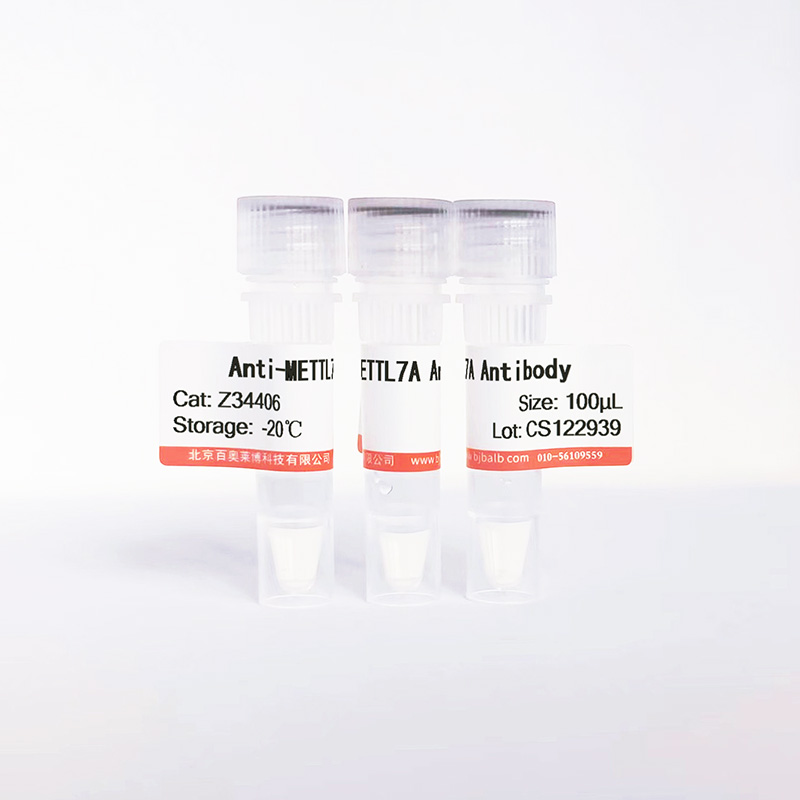 METTL7A抗体图片 METTL7A抗体图片