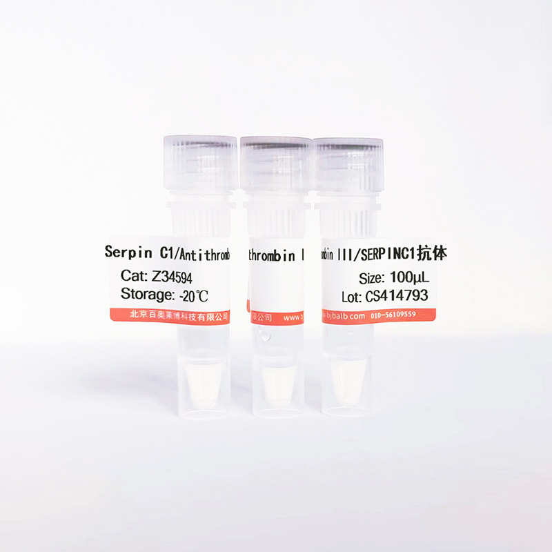 Serpin C1/Antithrombin III/SERPINC1抗体图片