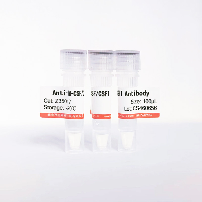 M-CSF/CSF1抗体图片