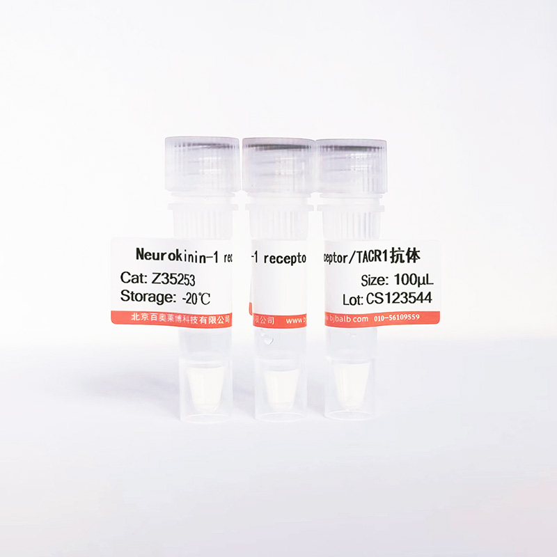 Neurokinin-1 receptor/TACR1抗体图片