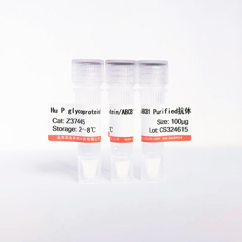 Hu P glycoprotein/ABCB1 Purified抗体图片