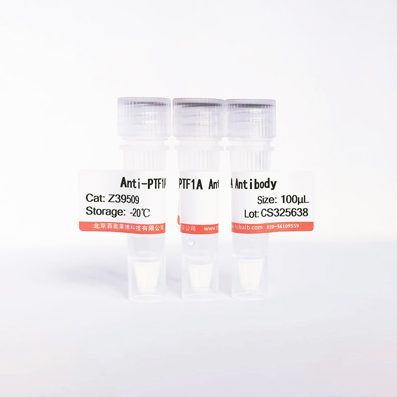 PTF1A抗体图片